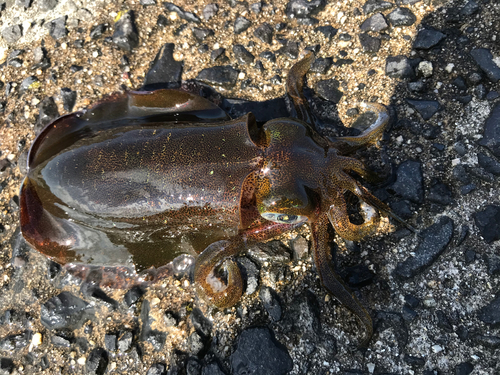 アオリイカの釣果