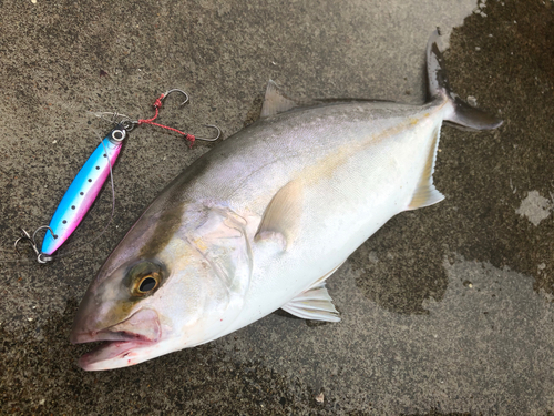 ショゴの釣果