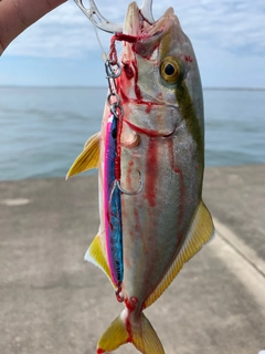 シオの釣果