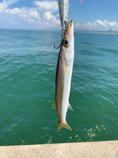 カマスの釣果