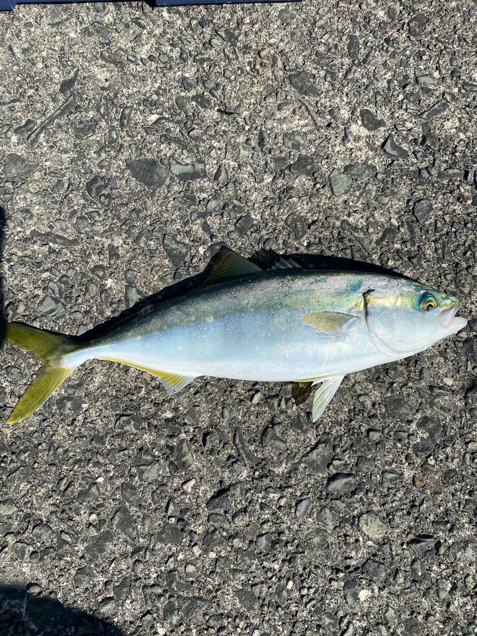 ワカシ