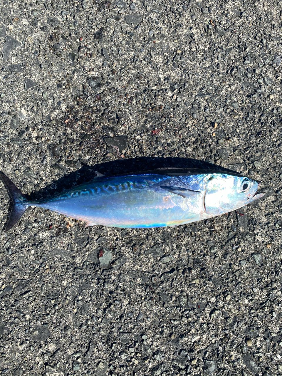 ワカシ