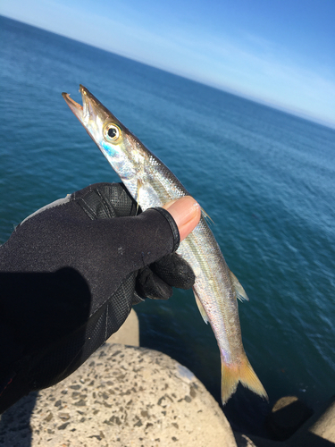 カマスの釣果