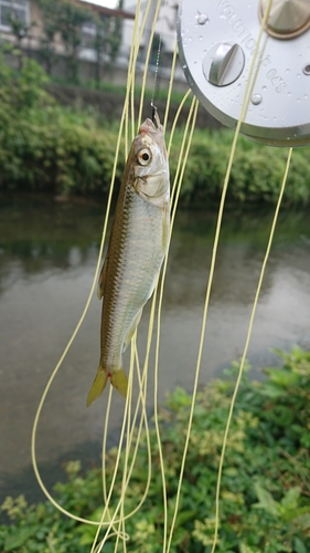 オイカワの釣果