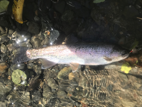 ニジマスの釣果