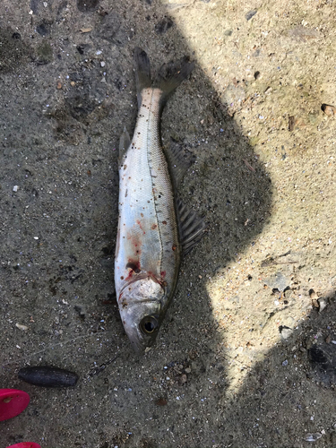 セイゴ（マルスズキ）の釣果