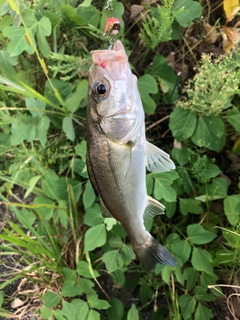 フッコ（マルスズキ）の釣果