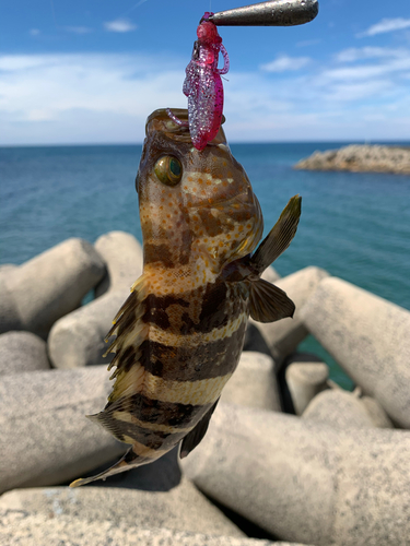 アオハタの釣果