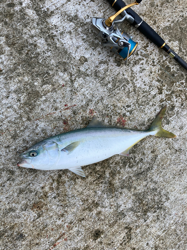 イナダの釣果