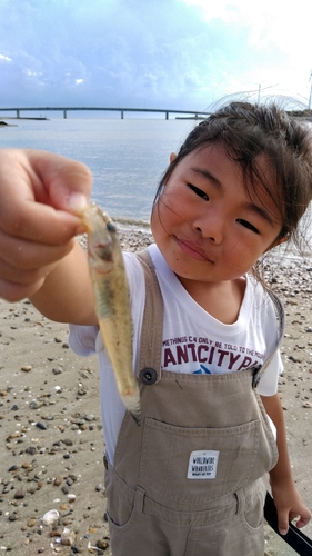 ハゼの釣果