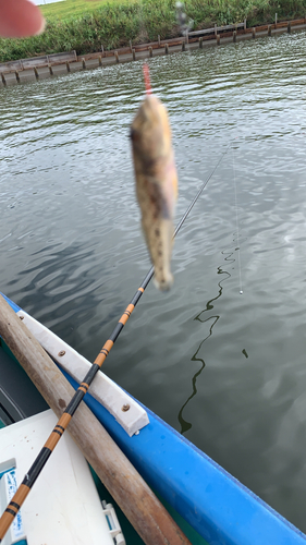 ハゼの釣果