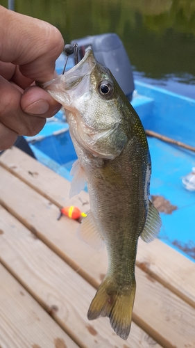 ブラックバスの釣果