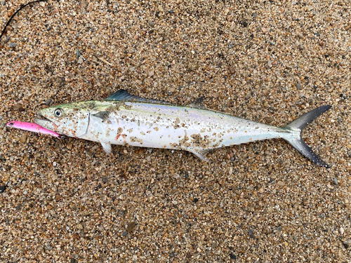 サゴシの釣果