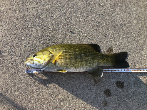 スモールマウスバスの釣果