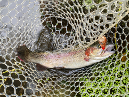 ニジマスの釣果