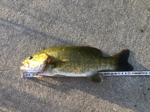 スモールマウスバスの釣果