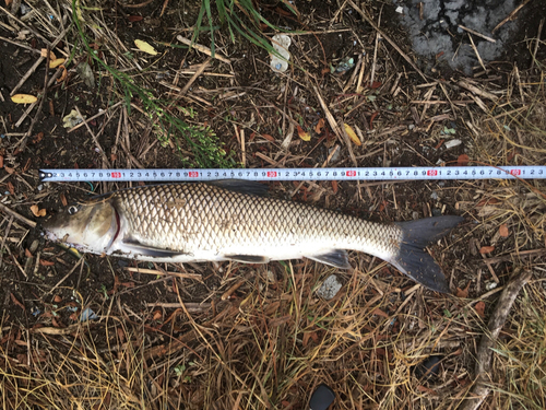 ニゴイの釣果