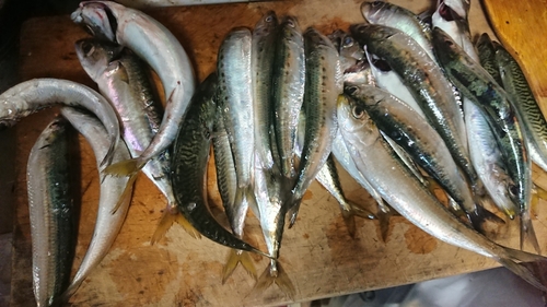 サバの釣果