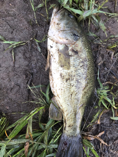 ブラックバスの釣果