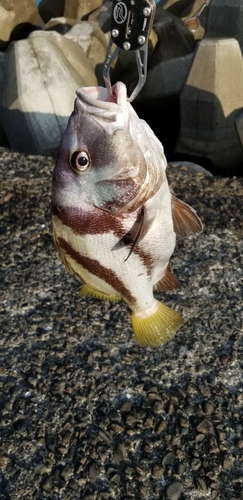 ヒゲダイの釣果