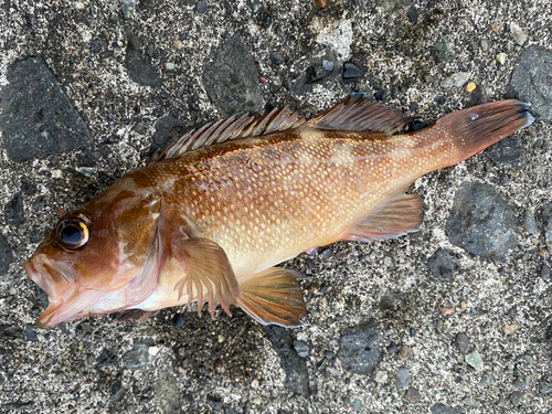 エゾメバルの釣果