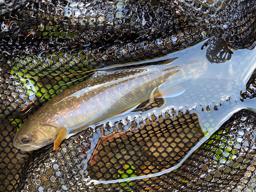 オショロコマの釣果