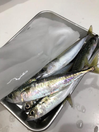 サバの釣果