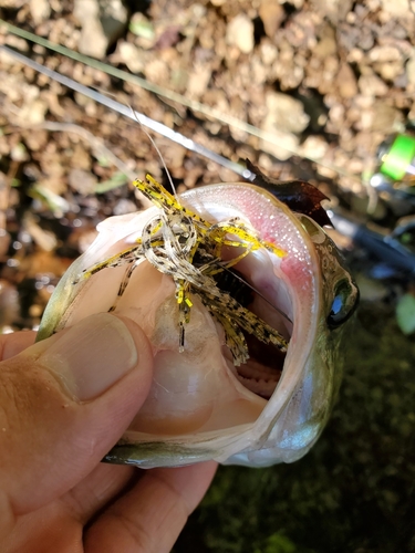 ラージマウスバスの釣果