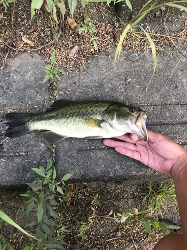 ブラックバスの釣果