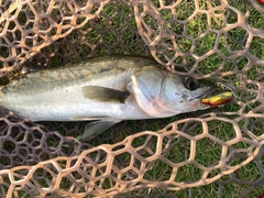 フッコ（マルスズキ）の釣果