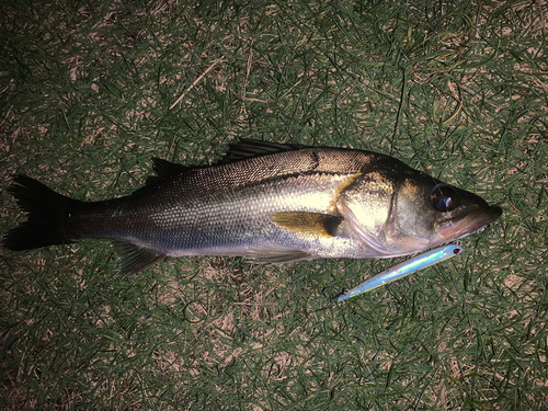 フッコ（マルスズキ）の釣果