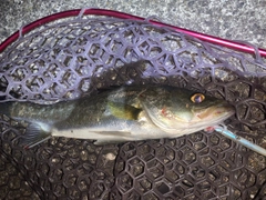 フッコ（マルスズキ）の釣果