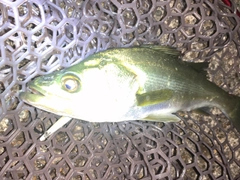 フッコ（マルスズキ）の釣果