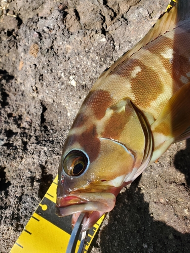 アカハタの釣果