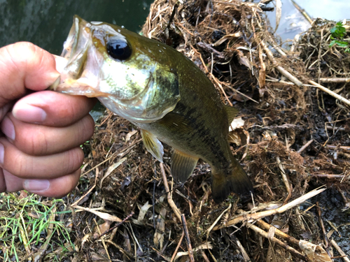 ラージマウスバスの釣果