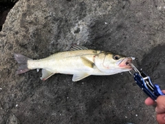 セイゴ（マルスズキ）の釣果