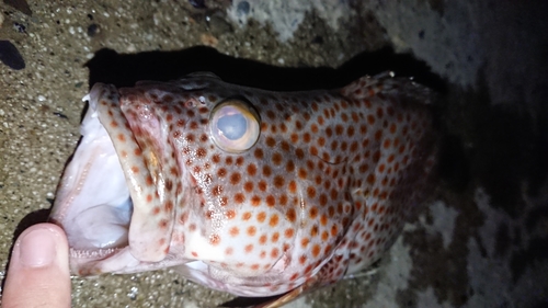 キジハタの釣果