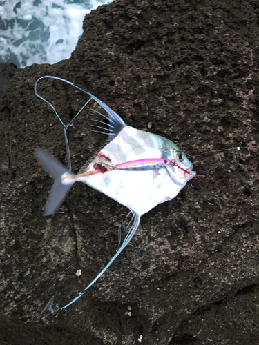 イトヒキアジの釣果