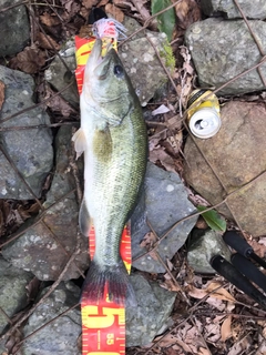 ブラックバスの釣果