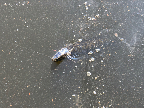 ライギョの釣果