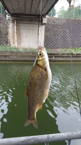 コイの釣果