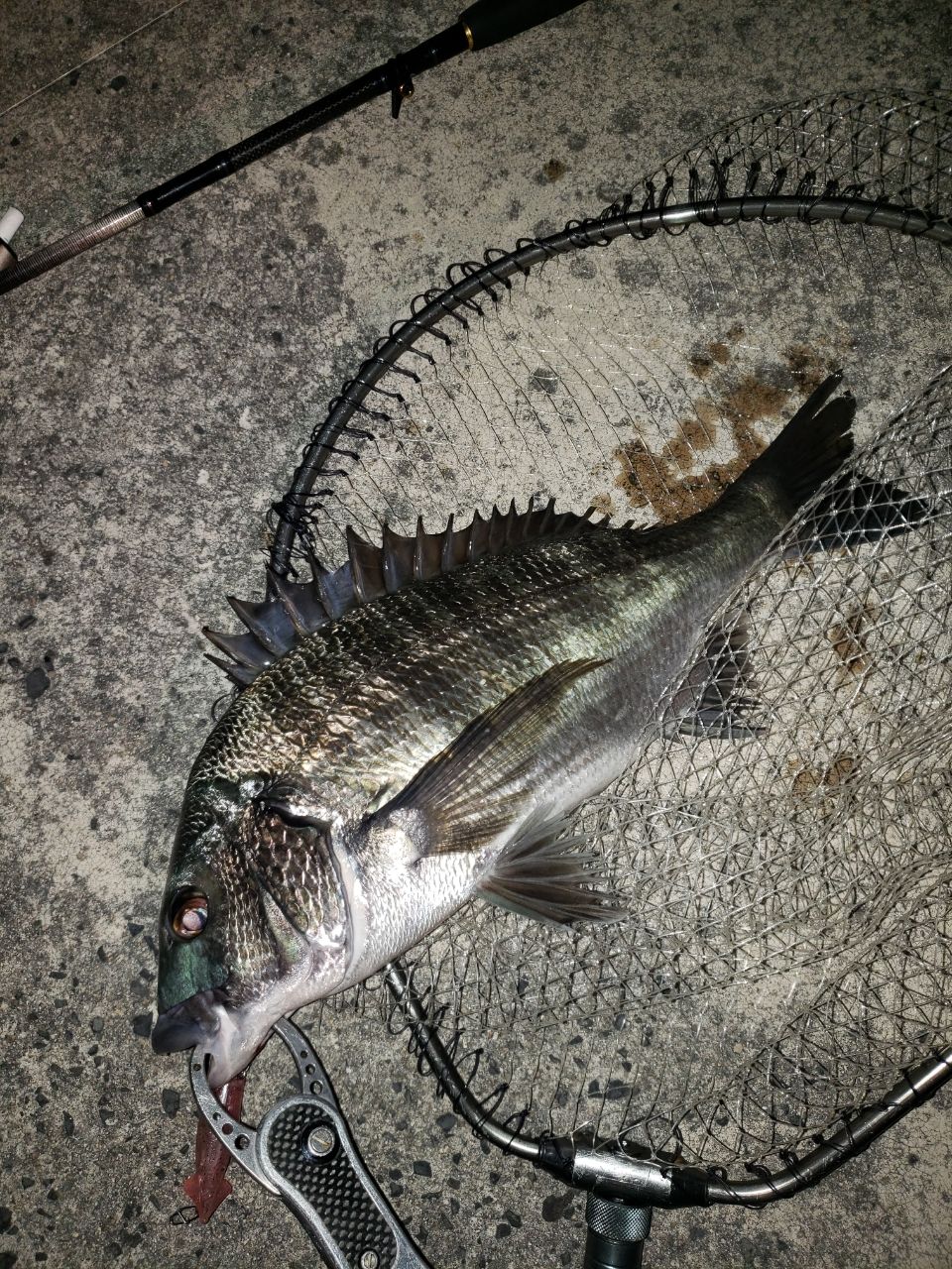 クロダイ