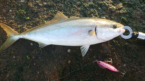 イナダの釣果