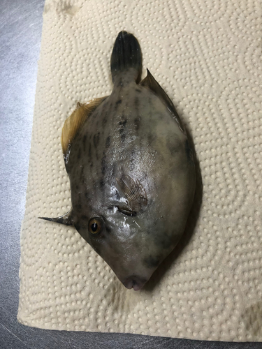 カワハギの釣果