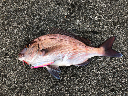 マダイの釣果