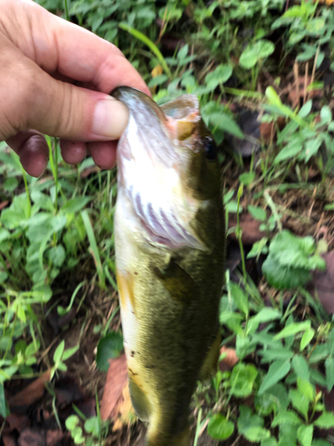 ブラックバスの釣果