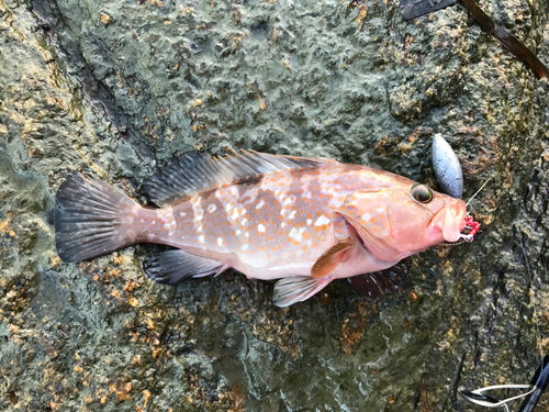 アコウの釣果