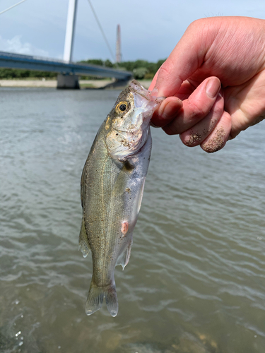 セイゴ（マルスズキ）の釣果