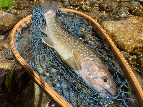 イワナの釣果