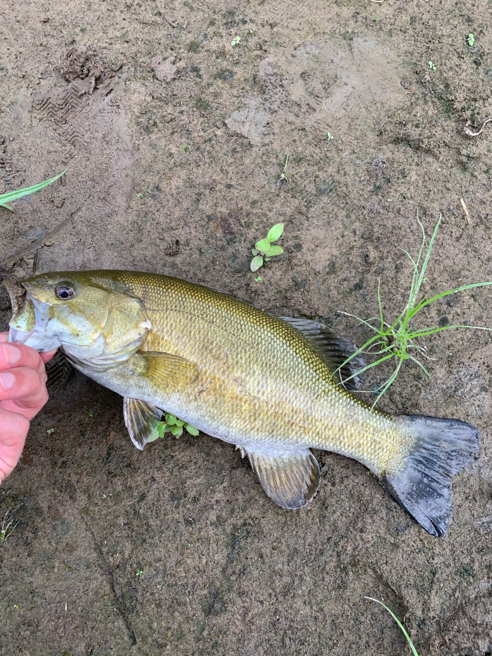 スモールマウスバス